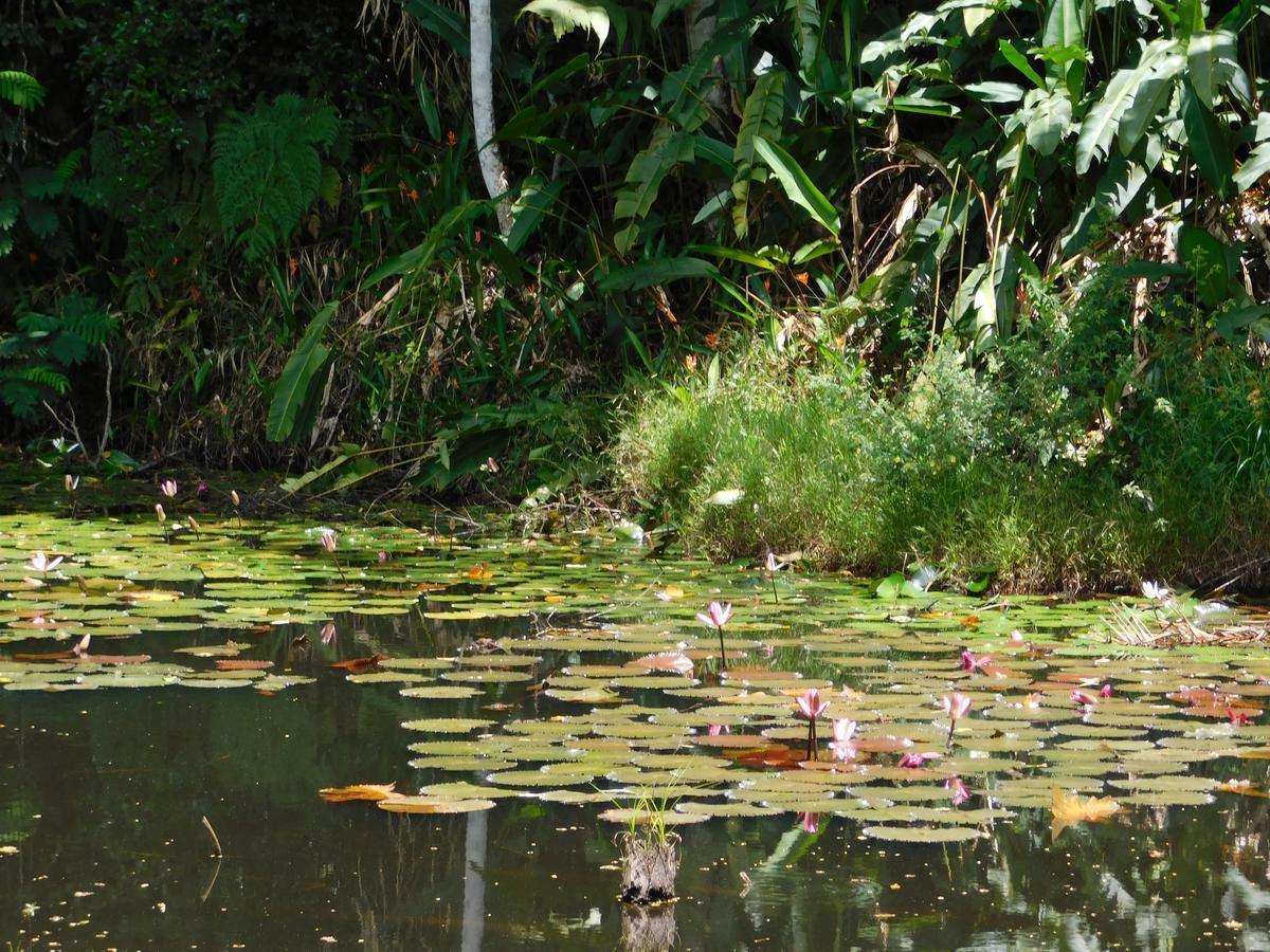 Rainforest Eco Lodge Сува Экстерьер фото