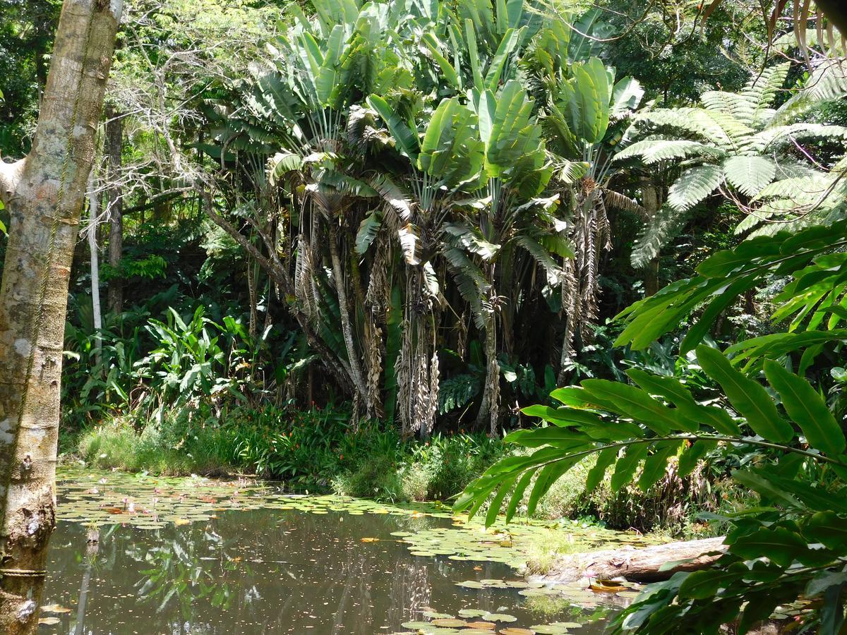 Rainforest Eco Lodge Сува Экстерьер фото