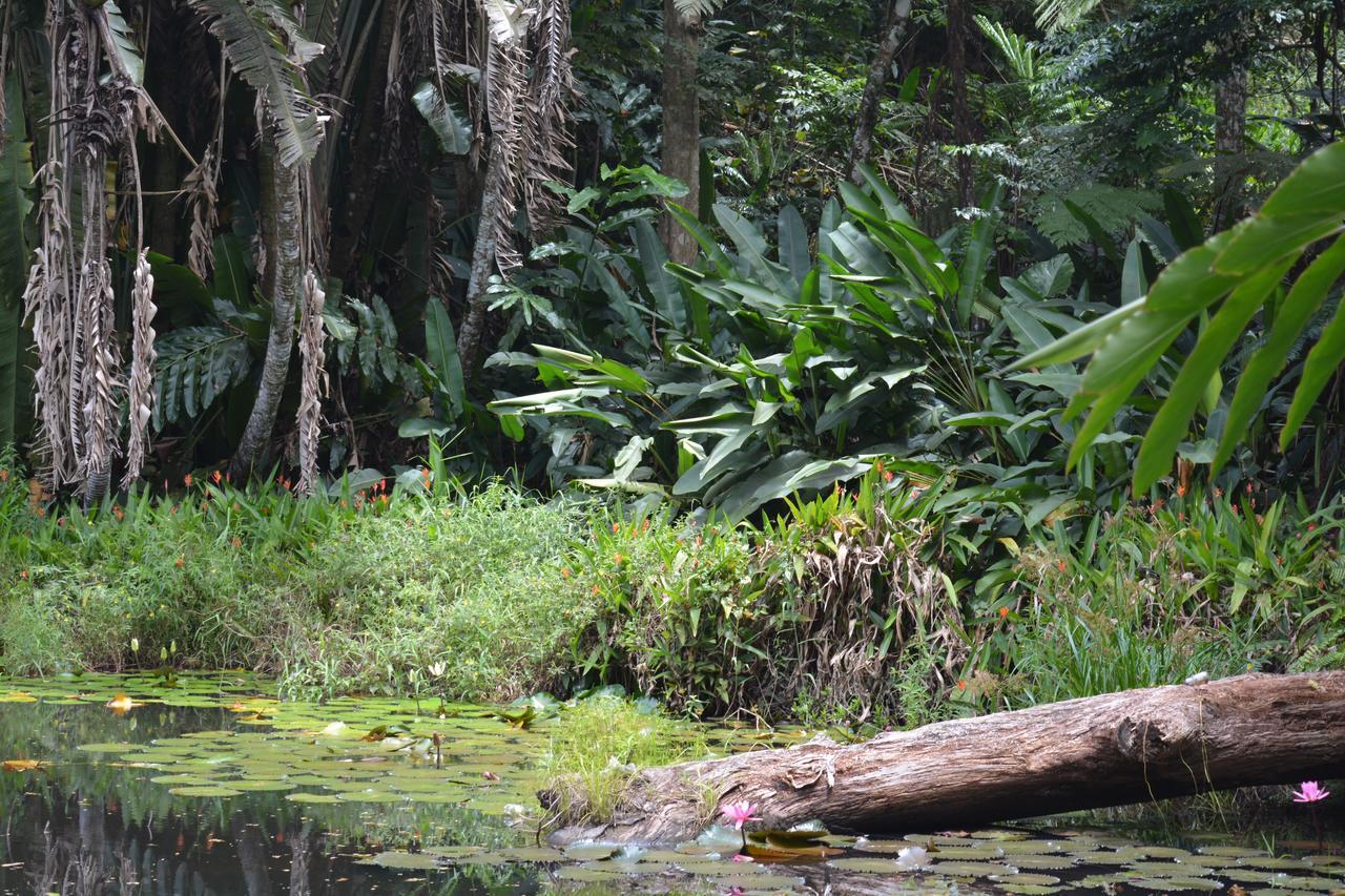 Rainforest Eco Lodge Сува Экстерьер фото