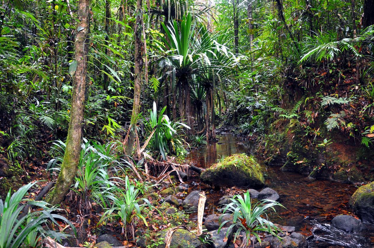 Rainforest Eco Lodge Сува Экстерьер фото